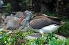 ueno_zoo_5504_mini.jpg