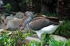ueno_zoo_5505_mini.jpg