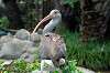 ueno_zoo_5506_mini.jpg