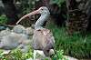 ueno_zoo_5507_mini.jpg