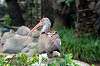 ueno_zoo_5508_mini.jpg