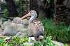 ueno_zoo_5509_mini.jpg