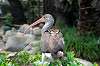 ueno_zoo_5510_mini.jpg