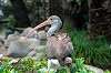 ueno_zoo_5511_mini.jpg