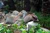 ueno_zoo_5514_mini.jpg