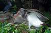 ueno_zoo_5515_mini.jpg
