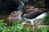 ueno_zoo_5516_mini.jpg