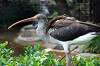 ueno_zoo_5517_mini.jpg
