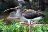 ueno_zoo_5518_mini.jpg