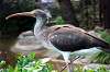 ueno_zoo_5519_mini.jpg