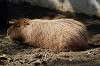 ueno_zoo_5520_mini.jpg