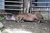 ueno_zoo_5521_mini.jpg