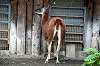ueno_zoo_5524_mini.jpg