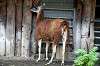 ueno_zoo_5525_mini.jpg