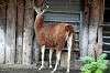 ueno_zoo_5526_mini.jpg