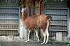 ueno_zoo_5527_mini.jpg