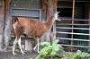 ueno_zoo_5528_mini.jpg