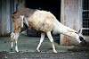 ueno_zoo_5531_mini.jpg
