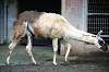 ueno_zoo_5532_mini.jpg