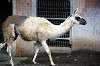 ueno_zoo_5533_mini.jpg