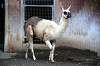 ueno_zoo_5534_mini.jpg
