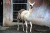 ueno_zoo_5535_mini.jpg