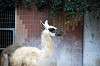ueno_zoo_5536_mini.jpg
