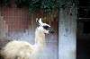 ueno_zoo_5537_mini.jpg