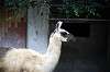 ueno_zoo_5538_mini.jpg