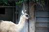 ueno_zoo_5539_mini.jpg