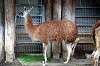 ueno_zoo_5540_mini.jpg