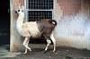 ueno_zoo_5544_mini.jpg