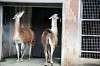 ueno_zoo_5546_mini.jpg