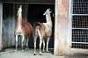 ueno_zoo_5547_mini.jpg