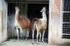 ueno_zoo_5548_mini.jpg