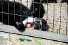ueno_zoo_5549_mini.jpg