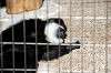 ueno_zoo_5551_mini.jpg
