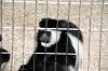 ueno_zoo_5552_mini.jpg