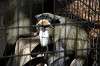 ueno_zoo_5554_mini.jpg