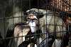 ueno_zoo_5556_mini.jpg