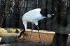 ueno_zoo_5560_mini.jpg