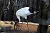 ueno_zoo_5562_mini.jpg