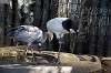 ueno_zoo_5563_mini.jpg