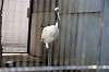 ueno_zoo_5565_mini.jpg