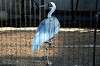 ueno_zoo_5567_mini.jpg