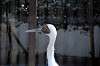 ueno_zoo_5568_mini.jpg