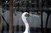 ueno_zoo_5570_mini.jpg