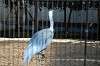 ueno_zoo_5571_mini.jpg