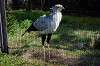 ueno_zoo_5574_mini.jpg