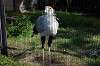ueno_zoo_5576_mini.jpg